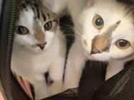 Jungkatzen zu vermitteln - Berlin Charlottenburg-Wilmersdorf