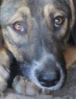 Sunshine - Die Edle 🐾 - Elsdorf (Nordrhein-Westfalen)