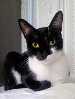 🆘 Notfall 🆘 wunderschöne Aya❤️ - Eislingen (Fils)