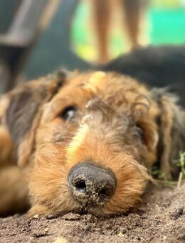 Airedale Terrier - Behren-Lübchin
