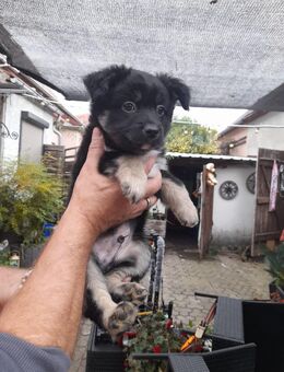 7x labrador Mix kleinbleibend - Wurzen