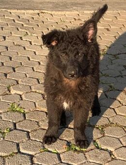 Lissy - Welpe sucht Liebe - Hausen (Würzburg)