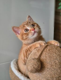 BKH Kitten abholbereit - Gelsenkirchen