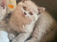 Bkh Kitten Cherry und Klementine suchen für immer zuhause - Essen