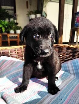 Kleine Mallia sucht ihr Zuhause - Berlin