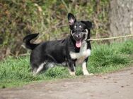 Tico Mix Rüde ca. 2 Jahre alt in Ungarn - Reutlingen