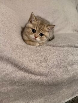 Süße Britisch-Kätzchen - Ginsheim-Gustavsburg