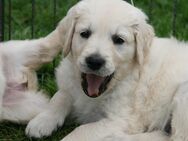 Goldendoodle Standard Welpen - Ehrenburg