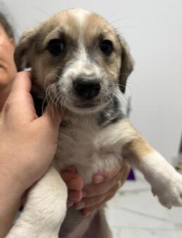 Paki 💕 kleines Welpenmädchen - Kallmünz