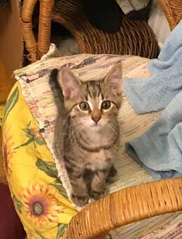 Katzenbaby suchen eine neue Familie - Riekofen