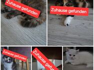 Britisch Langhaar Kitten - Leipzig Nord