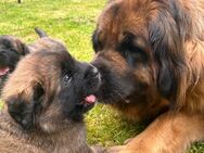 Leonberger - Meiningen Zentrum