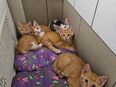 Kittens in 38440