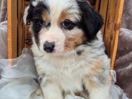 Wunderschöne Australian Shepherd Welpen red/blue merle und red tri - Tann (Rhön)