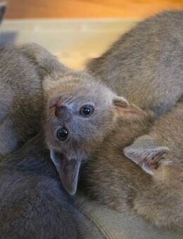 Reinrassige Russisch Blau Kitten - Schwegenheim