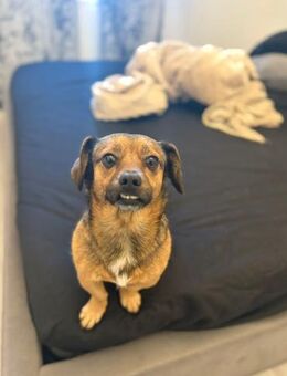 Shorty - unser Sonnenschein sucht Dich - Gerlingen