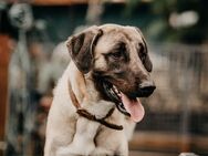 toller Bundi mit Handicap (Tierschutz) - Höchenschwand