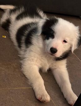 Border Collie Welpen - Nassenfels