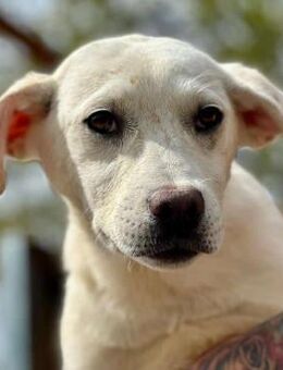 SETAREH ~ kleines Mädchen in weiß - Duisburg