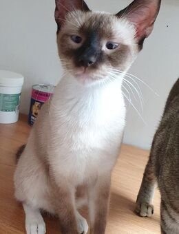 ❤️ Siam Mix Parsley und Dandelion ❤️ - Eislingen (Fils)