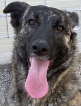 MANDY - agile und supernette Wasserratte - Dänischenhagen