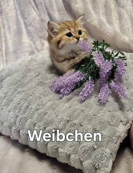 Bkh kitten abholbereit - Leverkusen