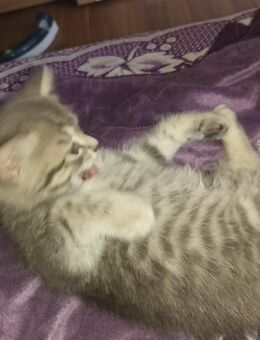 Kitten in gute Hände abzugeben - Moers