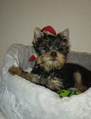 Reinrassige Yorkshire- Welpen abzugeben!!!!!! in 45665