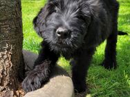 Briard kuschelbären warten auf dich - Moringen