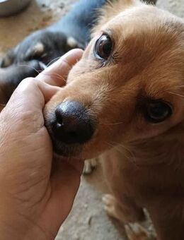 LEILA - (fröhlich, aufgeweckt) - Köln