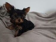 Ein süßer Yorkshire Terrier Sucht seine neue Familie - Niedenstein