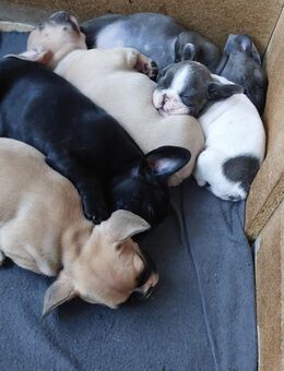Französische Bulldoggen Welpen - Schlangen
