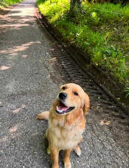 Golden Retriever Lotti - Mauer