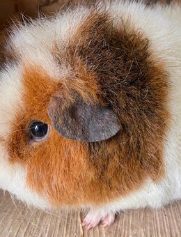 Rexmeerschweinchen - Stuhr