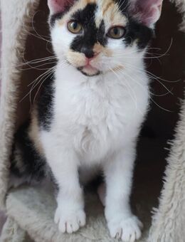 Schöne gemischte Kätzchen Devon-Rex - Mönchengladbach