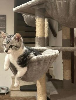 Kleiner Kater sucht Für-Immer-Zuhause - Kehrig