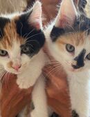 EKH Kätzchen, Kitten in 52074