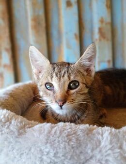 💕Verschmuste Babykatze Fleur💕 - Eislingen (Fils)