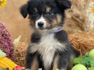 Mini Australian Shepherd, Aussie, Australien - Marsberg