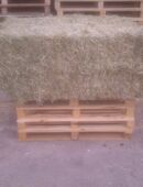 Heu Pferdeheu (06/2025) in Quaderballen f. kl.Ställe & Sackkarre in 29497