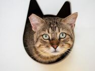 Der neugieriger Kater Gordinflas - Bad Camberg