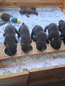 Labrador Welpen abzugeben in 09399