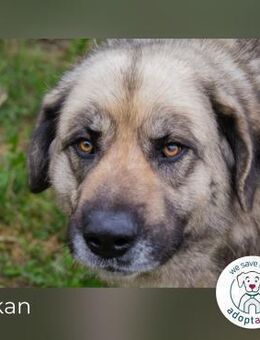 Nikan: Sucht ein Zuhause - Kirchzell