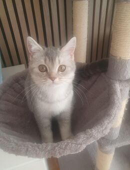 BKH Kitten 3 tabby silver shaded - Heiligenhaus