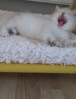 🐾 BKH-Baby sucht Lieblingsmenschen 🐾 (BKH-Kitten/Männlich) - Lützen