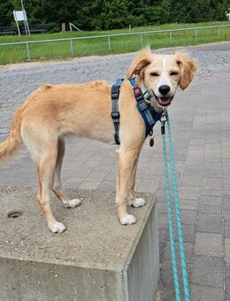 Zara❤ sucht ihr Zuhause - Freilassing