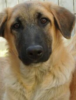 Verschmuster, lieber Greg - Kallmünz