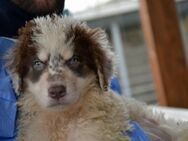Dingo wünscht sich neues Zuhause - Neuss
