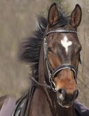 Lilius - Hannoveraner, Wallach, 20 Jahre, Brauner in 83075