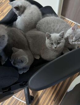 BKH Kitten 1 Weibchen - Wuppertal